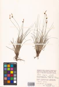 Carex supina Willd. ex Wahlenb., Eastern Europe, Lower Volga region (E9) (Russia)