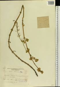 Silene sibirica (L.) Pers., Eastern Europe, Moldova (E13a) (Moldova)
