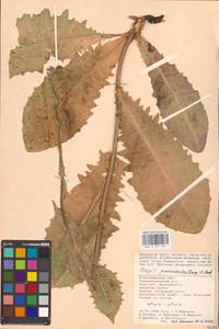 Crepis pannonica (Jacq.) C. Koch, Eastern Europe, Lower Volga region (E9) (Russia)