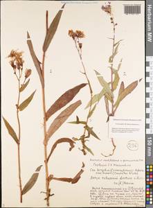 Lactuca sibirica (L.) Benth. ex Maxim., Siberia, Yakutia (S5) (Russia)