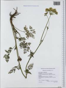 Selinum carvifolia (L.) L., Western Europe (EUR) (Germany)