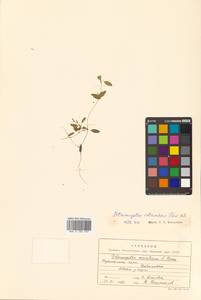 Potamogeton octandrus, Siberia, Russian Far East (S6) (Russia)
