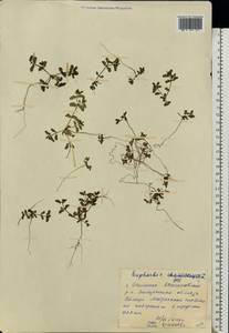 Euphorbia chamaesyce L., Eastern Europe, South Ukrainian region (E12) (Ukraine)