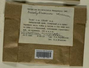 Brachythecium capillaceum (F. Weber & D. Mohr) Giacom., Bryophytes, Bryophytes - Russian Far East (excl. Chukotka & Kamchatka) (B20) (Russia)