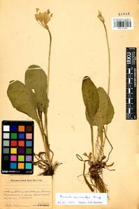 Primula veris subsp. macrocalyx (Bunge) Lüdi, Siberia, Central Siberia (S3) (Russia)