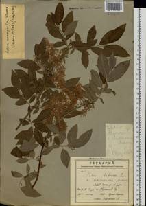 Salix bebbiana Sarg., Siberia, Russian Far East (S6) (Russia)