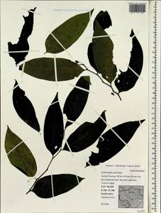 Euphorbiaceae, South Asia, South Asia (Asia outside ex-Soviet states and Mongolia) (ASIA) (Vietnam)