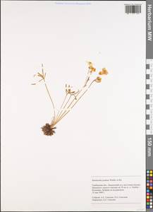 Ranunculus pedatus Waldst. & Kit., Eastern Europe, Central forest-and-steppe region (E6) (Russia)