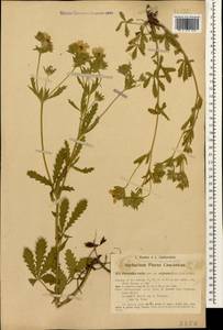Potentilla recta L., Caucasus, Azerbaijan (K6) (Azerbaijan)