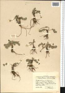Callianthemum alatavicum Freyn, Middle Asia, Western Tian Shan & Karatau (M3) (Uzbekistan)