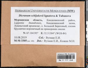 Dicranum schljakovii Ignatova & Tubanova, Bryophytes, Bryophytes - Karelia, Leningrad & Murmansk Oblasts (B4) (Russia)