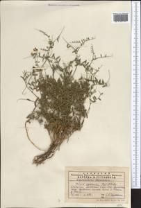 Vicia kokanica Regel & Schmalh., Middle Asia, Western Tian Shan & Karatau (M3) (Kazakhstan)