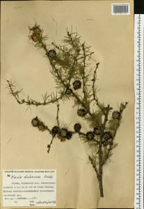 Larix gmelinii var. gmelinii, Siberia, Yakutia (S5) (Russia)