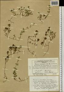 Thymus jenisseensis Iljin, Siberia, Central Siberia (S3) (Russia)