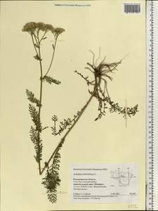 Achillea millefolium L., Eastern Europe, Central region (E4) (Russia)