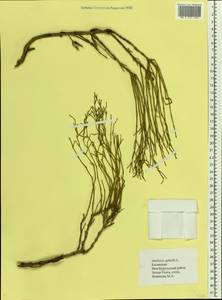 Anabasis aphylla L., Eastern Europe, Lower Volga region (E9) (Russia)