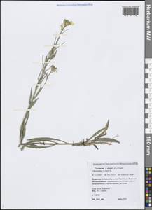 Erysimum × cheiri (L.) Crantz, Siberia, Baikal & Transbaikal region (S4) (Russia)