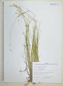 Melica nutans L., Siberia, Russian Far East (S6) (Russia)