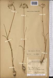 Allium caesium Schrenk, Middle Asia, Syr-Darian deserts & Kyzylkum (M7) (Uzbekistan)