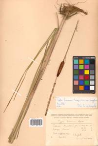 Typha laxmannii Lepech., Siberia, Russian Far East (S6) (Russia)