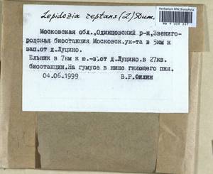 Lepidozia reptans (L.) Dumort., Bryophytes, Bryophytes - Moscow City & Moscow Oblast (B6a) (Russia)