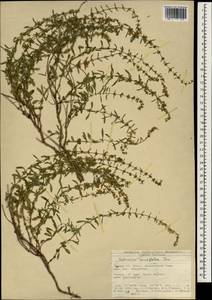 Satureja cuneifolia Ten., South Asia, South Asia (Asia outside ex-Soviet states and Mongolia) (ASIA) (Turkey)