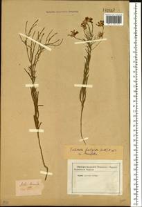 Galatella angustissima (Tausch) Novopokr., Siberia (no precise locality) (S0) (Russia)