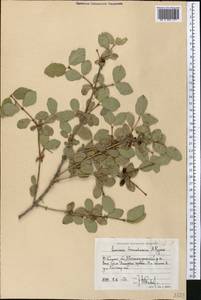 Lonicera tianshanica Pojark., Middle Asia, Western Tian Shan & Karatau (M3) (Uzbekistan)