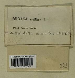 Rosulabryum capillare (Hedw.) J.R. Spence, Bryophytes, Bryophytes - Western Europe (BEu) (Czech Republic)