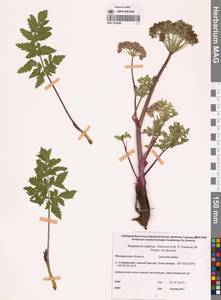 Magadania olaensis (Gorovoj & N. S. Pavlova) Pimenov & Lavrova, Siberia, Chukotka & Kamchatka (S7) (Russia)