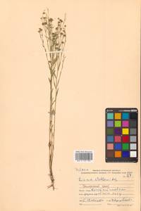 Linum stelleroides Planch., Siberia, Russian Far East (S6) (Russia)