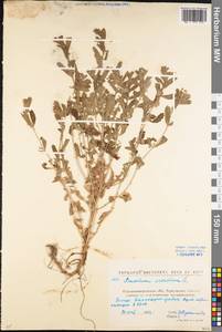 Teucrium scordium L., Eastern Europe, North Ukrainian region (E11) (Ukraine)