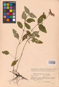 MHA 0 155 996, Prunella grandiflora (L.) Scholler, Eastern Europe, Central region (E4) (Russia)
