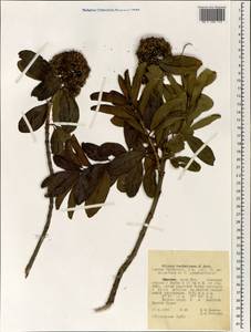 Olinia rochetiana A. Juss., Africa (AFR) (Ethiopia)