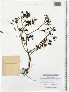 Portulaca oleracea L., Caucasus, Azerbaijan (K6) (Azerbaijan)