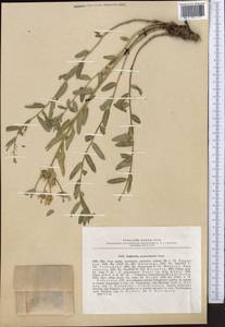 Euphorbia sarawschanica, Middle Asia, Pamir & Pamiro-Alai (M2) (Uzbekistan)
