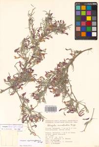 Astragalus baeri Sytin & Laktionov, Eastern Europe, Lower Volga region (E9) (Russia)