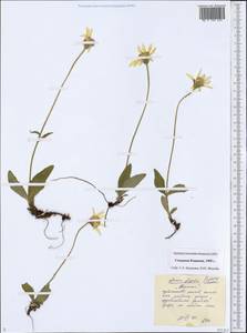 Arnica griscomii subsp. frigida (Iljin) S. J. Wolf, Siberia, Chukotka & Kamchatka (S7) (Russia)