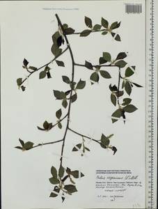 Prunus virginiana L., Eastern Europe, Moscow region (E4a) (Russia)