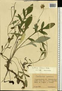 Psephellus marschallianus (Spreng.) K. Koch, Eastern Europe, South Ukrainian region (E12) (Ukraine)