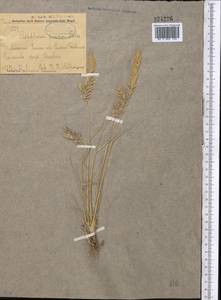 Enneapogon persicus Boiss., Middle Asia, Kopet Dag, Badkhyz, Small & Great Balkhan (M1) (Turkmenistan)