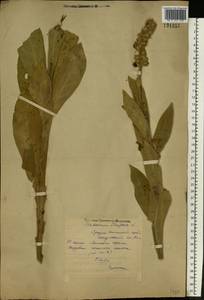 Verbascum thapsus L., Eastern Europe, Middle Volga region (E8) (Russia)