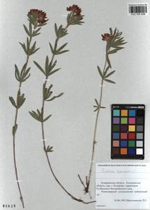 KUZ 000 838, Trifolium lupinaster L., Siberia, Altai & Sayany Mountains (S2) (Russia)