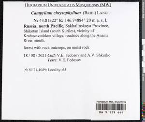 Campylium chrysophyllum (Brid.) Lange, Bryophytes, Bryophytes - Russian Far East (excl. Chukotka & Kamchatka) (B20) (Russia)