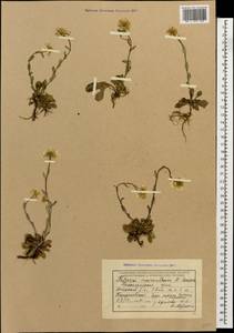 Noccaea macrantha (Lipsky) F.K. Mey., Caucasus, Krasnodar Krai & Adygea (K1a) (Russia)