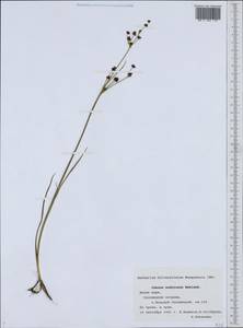 Juncus alpinoarticulatus subsp. rariflorus (Hartm.) Holub, Eastern Europe, Northern region (E1) (Russia)