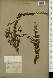 Lythrum salicaria L., Crimea (KRYM) (Russia)