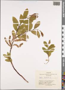 Salix hastata L., Siberia, Altai & Sayany Mountains (S2) (Russia)