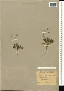Erodium hoefftianum C. A. Meyer, Caucasus, North Ossetia, Ingushetia & Chechnya (K1c) (Russia)