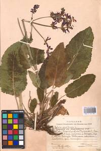 MHA 0 156 306, Salvia pratensis L., Eastern Europe, Central region (E4) (Russia)